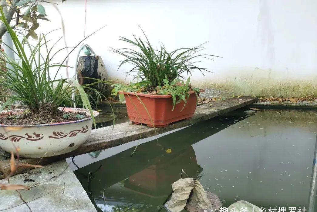 兰叶|这样养兰花,不用施肥不必喷药,兰苗肥壮花苞多