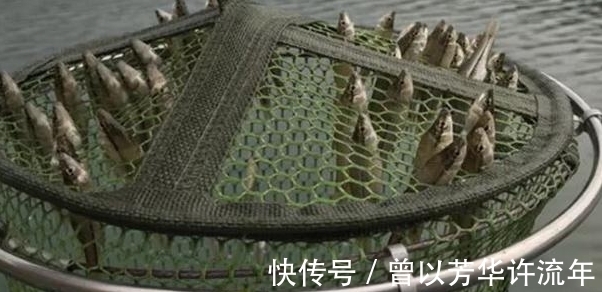 小伙外出钓鱼，当收起渔网，小伙被这些鱼弄蒙了