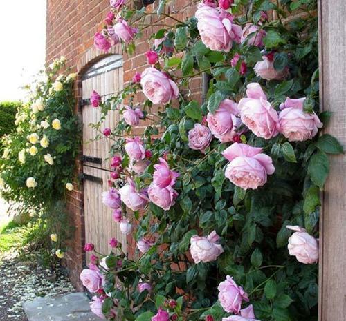 紫藤|有个院子别光养月季花,种上3种懒人花,皮实好养开花久