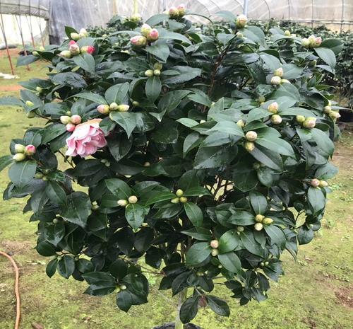 茶花|夏天养茶花,3件“要紧事”,花芽才接着长,憋出“一树”花骨朵