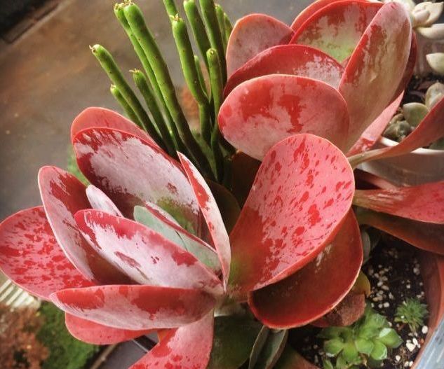 家里的多肉总是养不活做好几点,有效提升多肉植物存活率