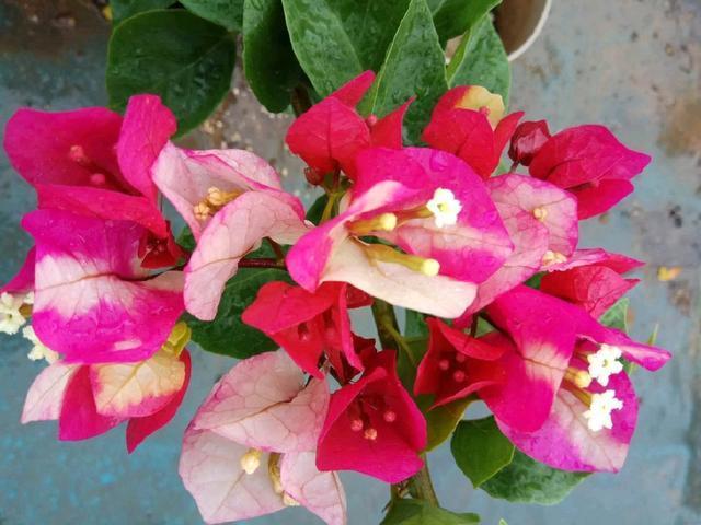 三角梅叶茂徒长不开花4个重点没搞明白,三角梅养护施肥时间表