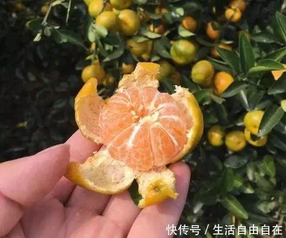 用桔子皮 柚子皮沤肥一点也不臭 真是养花好肥料 快资讯 用桔子皮 柚子皮沤肥一点也不臭 真是养花好肥料 快资讯