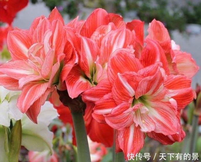 3种花养家里,花开富贵华丽,多姿多彩,南北方都可养!