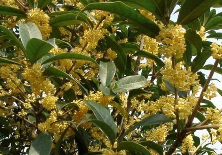 “门前有三树,家兴富三世”,指的是哪三种树老祖宗传下的讲究