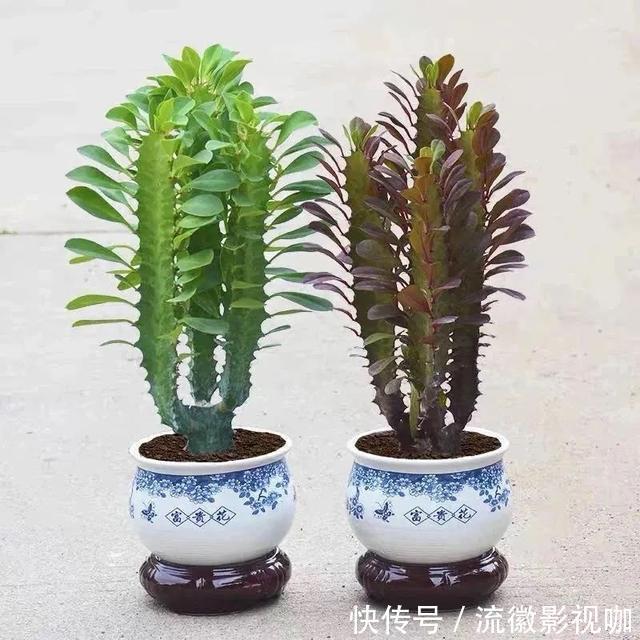 腐殖质|8种“丑花”,个个都有好兆头,家里养几盆,镇宅吉祥,越养越爱