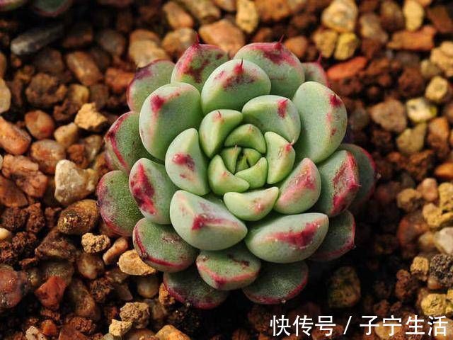 养多肉只知道“少浇水多晒太阳”早不行了,还得这样做