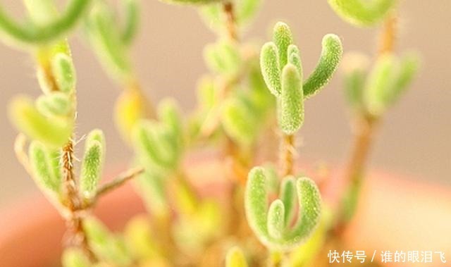 植物拉丁学名var 植物拉丁学名var
