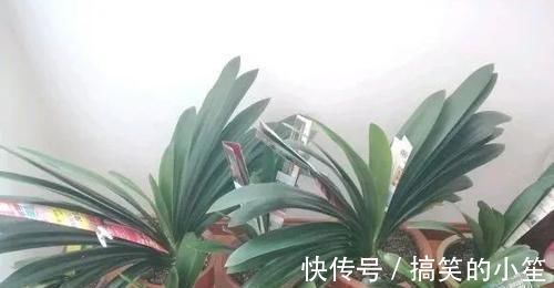 移栽|君子兰长了小苗不要随便碰,否则黄叶烂根