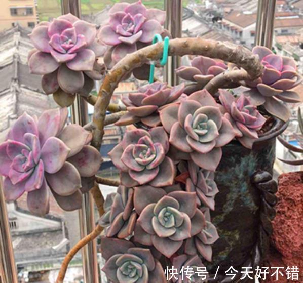 5种高颜值普货多肉,12月养一盆正当时,便宜好养上色美