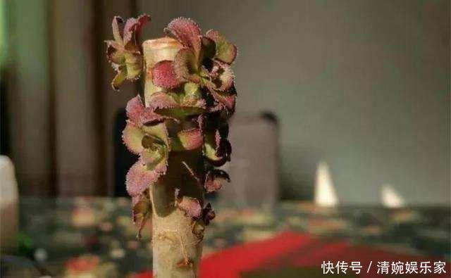 新芽|黑法师直接砍一刀,窜出满盆新芽,花盆容不下,养出大老桩!