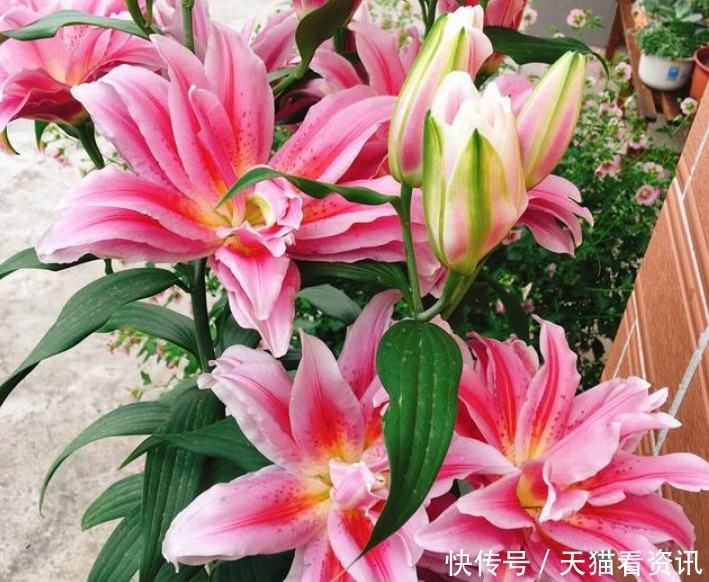 花盆|“2种”种球埋土里5天发芽,40天就开花,花苞又大又艳!