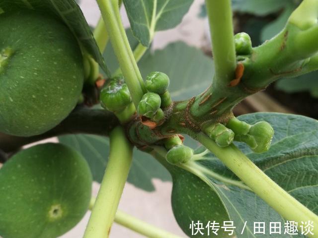 无花果快挂果了,有“2件事”别忘做,果子不止多一倍,甜度高