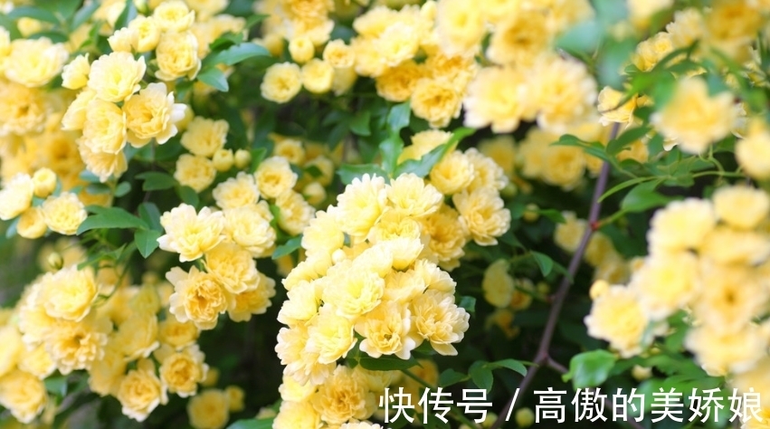 桂花|4种花养家里，福旺运旺财更旺，家里财运亨通，旺运一整年