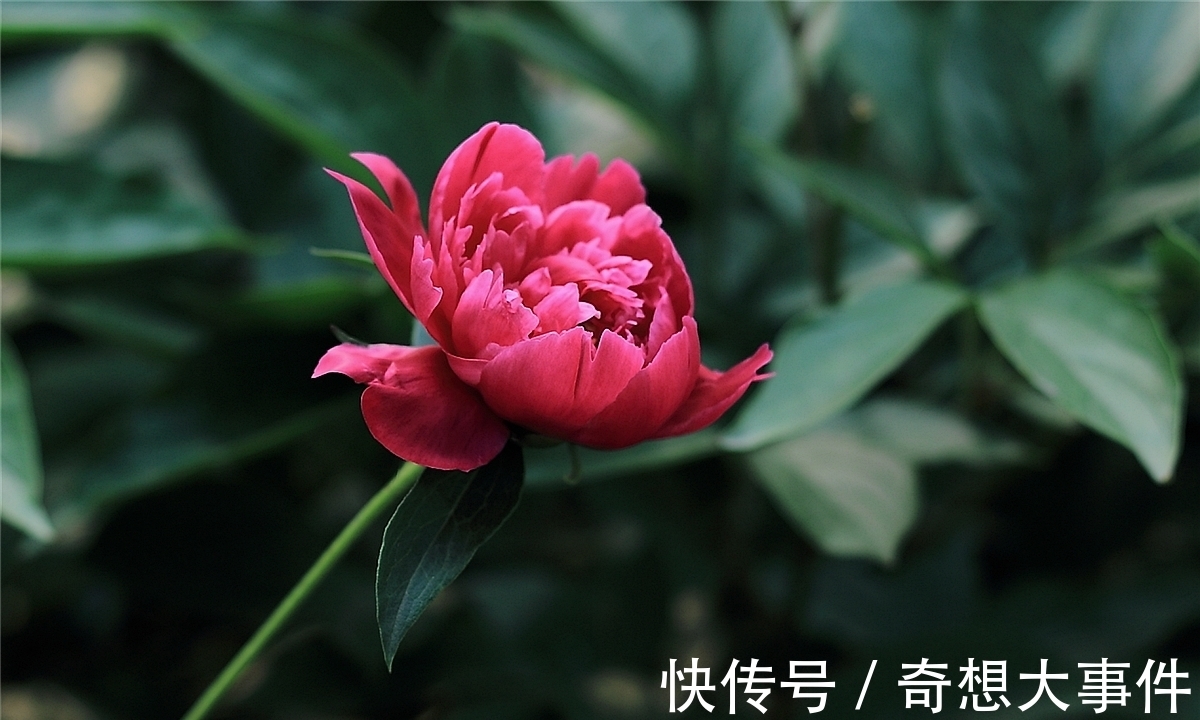 栽培|都知道牡丹是“花王”,却不一定知道谁是“花相”?值得了解一下
