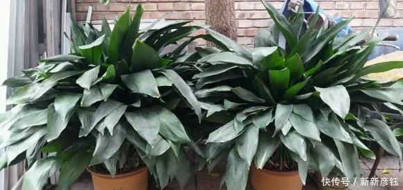 这16种花冬天越浇越死,3个月不管,反而长高个