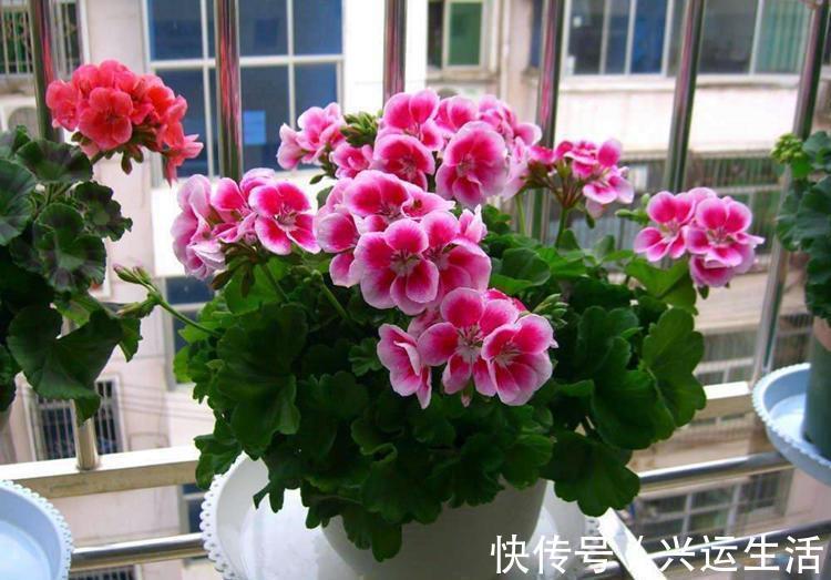 什么花就用什么花盆,选对了花盆,养啥花都能长得好