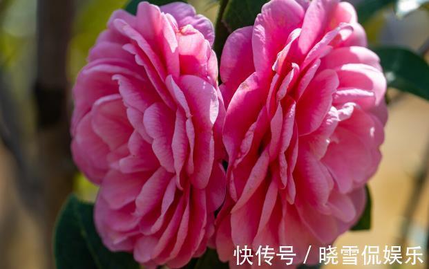 茶花|秋天养茶花，牢记四个“不”，花苞变大快，看着就开心