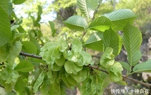 农村人对它视而不见,城里人却把它当成宝,有降火清心的功效