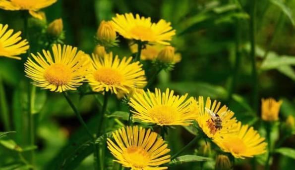 农村“憋屈”的野草,明明药用价值很高,却常被误认为是菊花