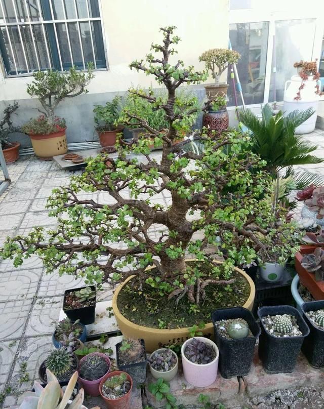 金枝玉叶拔起来养,造型惊人,身价能翻几百倍