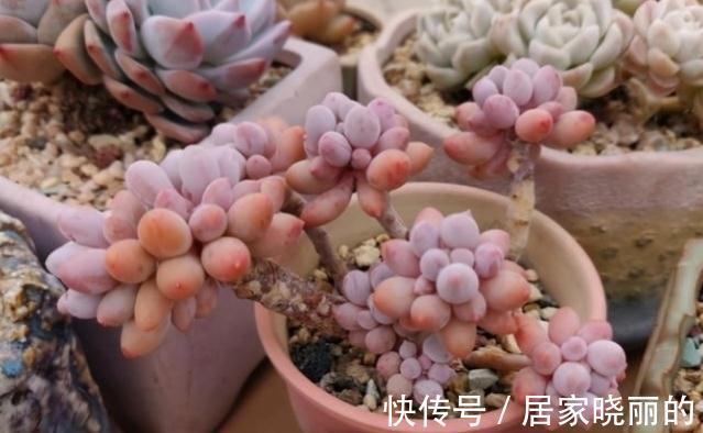 夏季|多肉婴儿手指养出状态叶色粉嫩不输桃蛋，但度夏也是老大难