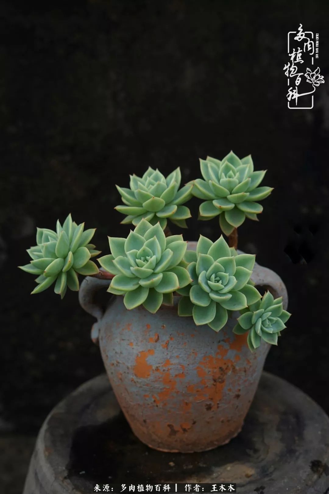 爱上多肉的第三个年头回看励志对比图,感悟岁月静好!