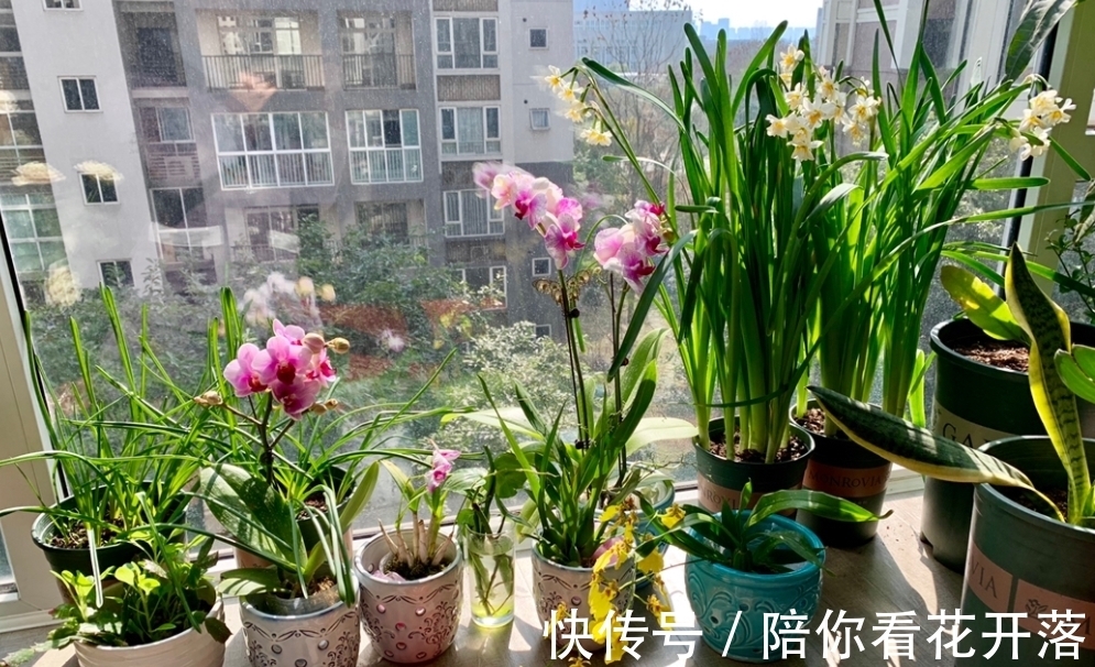 养花人都有的“迷惑行为”,只有爱花之人才懂,看看你中了几条