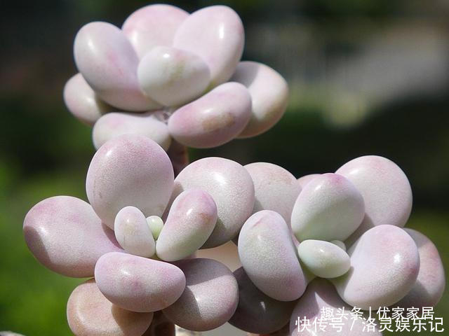 品种|以胖为美的12款漂亮多肉,很多都是大普货,喜欢养多肉的你养了吗