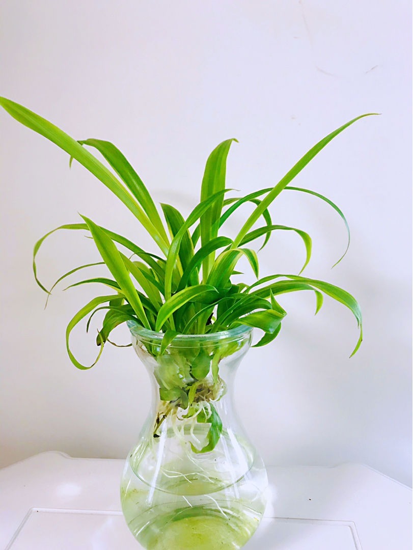 养3种花,不用土只用水,也能长成绿窗帘