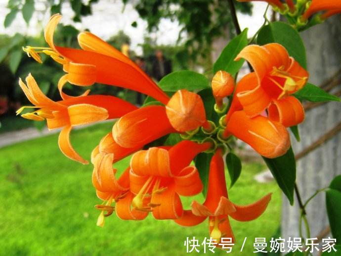 炮仗|喜欢养菊花，不如养一盆“炮仗花”，形似鞭炮，花瓣还能润肺止咳