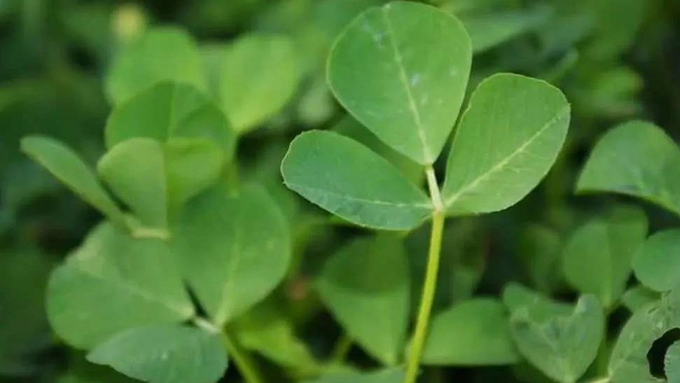 人称“草头”的蔬菜，常吃竟对身体有这3大好处，不妨试一试！