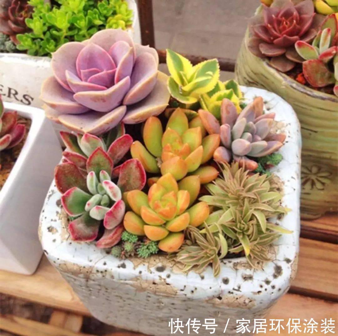 新手养多肉要注意,这2个坑要小心,不然养不好多肉