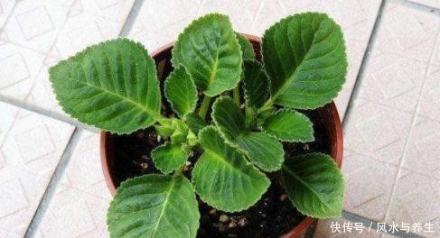 这花超耐阴,比牡丹月季还好看,一片叶子插八盆,开起花来从不停!