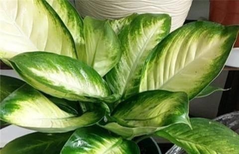 浓肥|别养绿萝了,2种花超耐阴,采光不好也能长得好,叶子浓绿盆盆爆