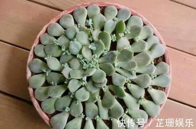 3个小技巧,多肉豆芽苗,一口气变多头群生,最短只要3个月