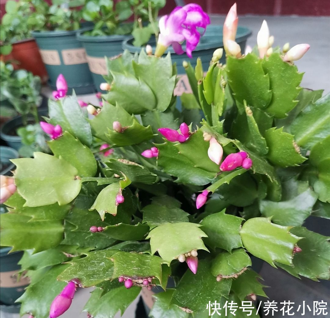 蟹爪兰、长寿花，开始生长花芽，及时喂“2种肥”，花苞长满枝头