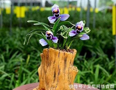 我国最香的花，比桂花香100倍，老公把院子的桂花全都拔光了