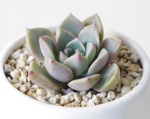 多肉红粉佳人怎么养教你3个盆栽的小妙招，养出最美的红粉佳人