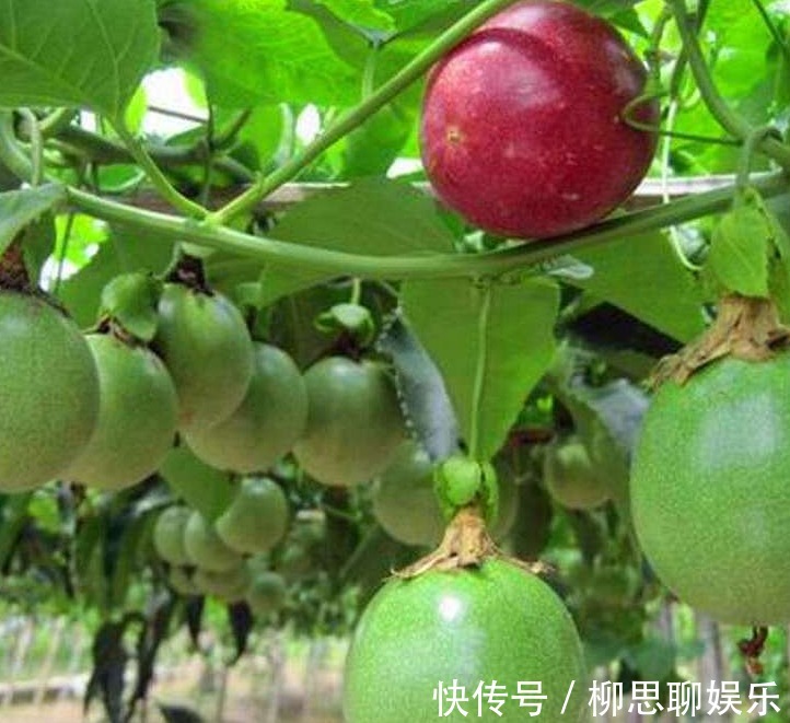 百香果|比苹果更有营养的水果,小孩吃了长高,女人吃了美容养颜