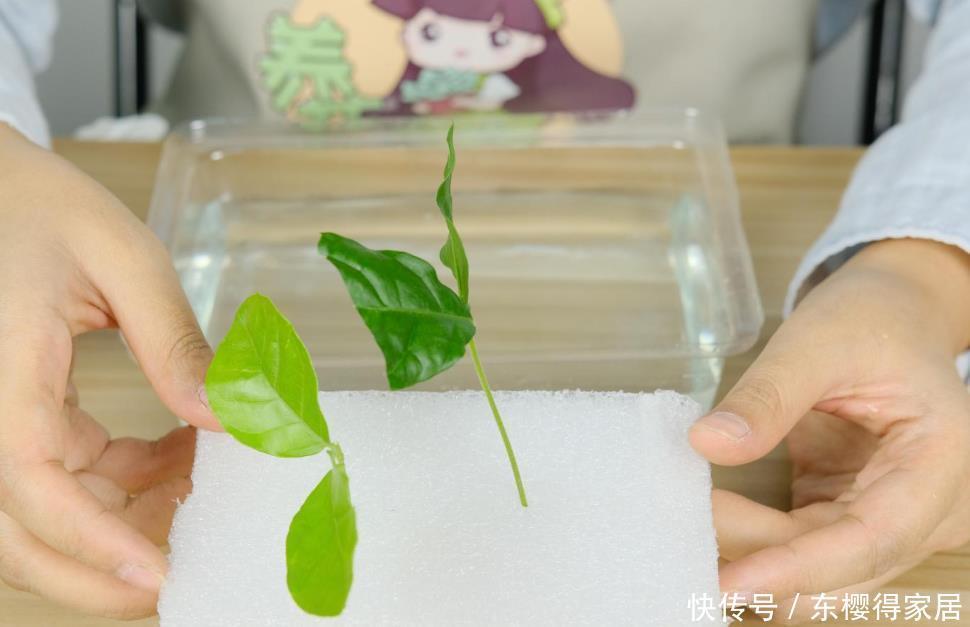 品种|6月份扦插,选好合适的植物品种,沾土、泡水都能活