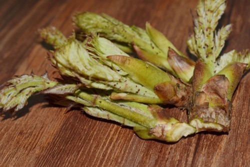 胃溃疡|农村此树上的“嫩芽”,比香椿好吃太多,入药煎水服,缓解胃溃疡