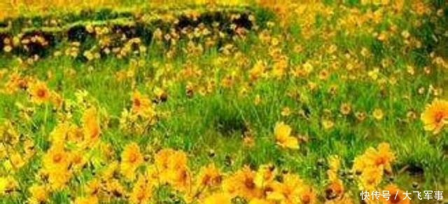 水调歌头|水调歌头华夏缅雄才