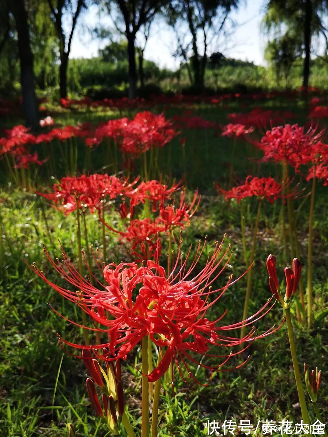 百子莲|过年烟花没看够，快养这9种花，开花更美