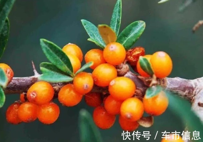 救命果|农民叫一种野果为“救命果”,吃一点防心脏病、能抗癌、治失眠!