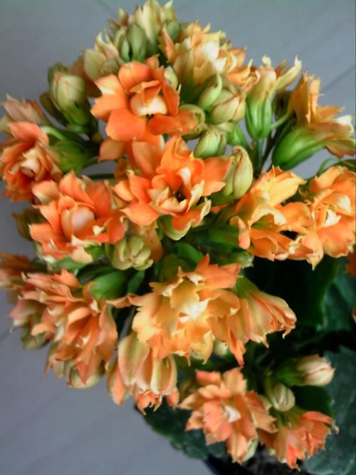 养花试试这几款，温度不低于10度，它就会一直生长开花