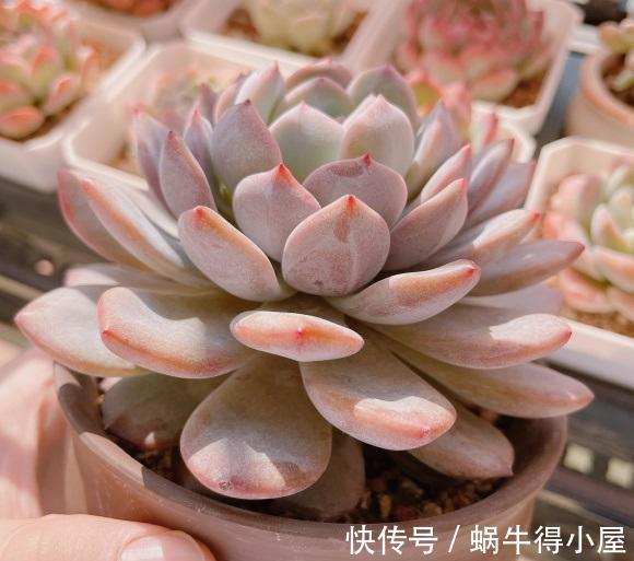 夏天|夏天养多肉,不仅能晒红,还能晒伤,气温超过30度,必须遮阳