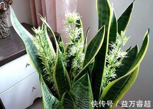 卧室、客厅必养的5种花,甲醛少、空气好,家人身体倍儿健康