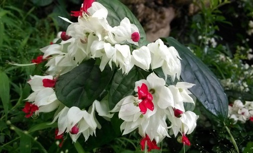 在家养龙吐珠别担心养不好,掌握好要点,花开就属它最艳丽最好看