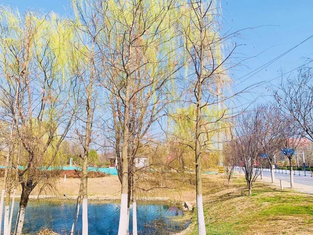 老年|春暖花开!阜城第一波春色来啦~